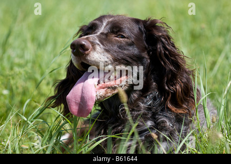 Ritratto di un Tedesco Spaniel, cane da caccia, giacente in un prato Foto Stock