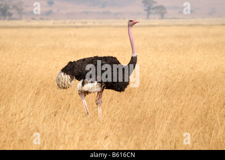 (Struzzo Struthio camelus) nel Ngorongoro-cratere di Ngorongoro Conservation Area, Tanzania Africa Foto Stock