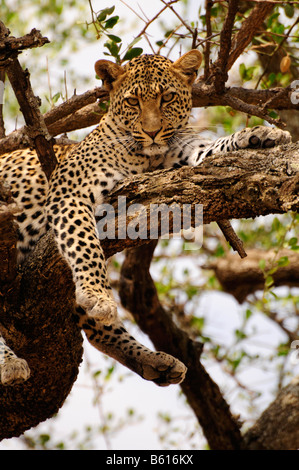 Leopard (Panthera pardus) in una struttura ad albero, vicino Seronera, Serengeti National Park, Tanzania Africa Foto Stock