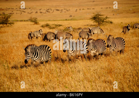 Zebre (Equus quagga) nella luce della sera, il cratere di Ngorongoro, Ngorongoro Conservation Area, Tanzania Africa Foto Stock