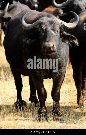 Bufalo africano o Bufalo del capo (Syncerus caffer), il cratere di Ngorongoro, Ngorongoro Conservation Area, Tanzania Africa Foto Stock