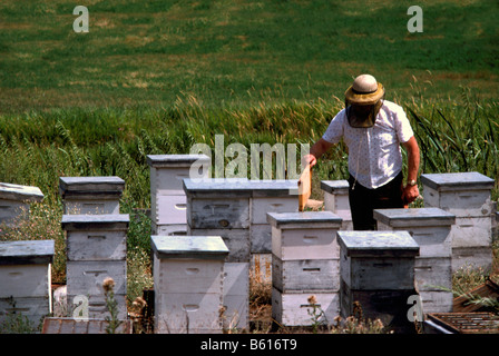Apicoltore azienda favo di miele da alveari in un campo nella Okanagan Valley, BC, British Columbia, Canada Foto Stock