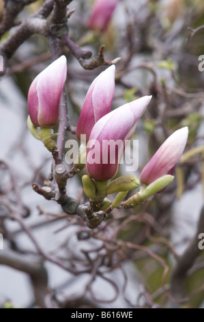 Magnolia soulangeana ALEXANDRINA Foto Stock