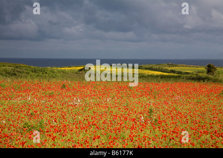 Papaveri e grano Le calendule a west pentire Cornovaglia Foto Stock