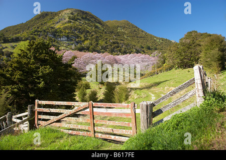 Gateway dei terreni agricoli e di piantagione di Paulownia in fiore di primavera vicino Takaka Golden Bay Nelson regione Isola del Sud della Nuova Zelanda Foto Stock
