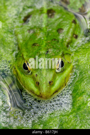 Rana Verde (Rana kl. esculenta, Pelophylax kl. esculentus), seduti in acqua Foto Stock