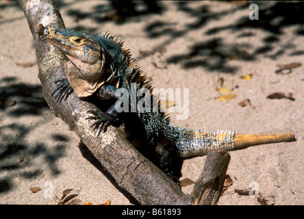 Spinosa nero-tailed Iguana o nero (Iguana Ctenosaura similis), maschio, Parco Nazionale di Manuel Antonio, Costa Rica Foto Stock
