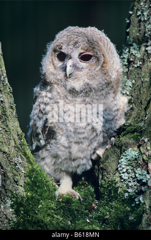 Allocco (Strix aluco), pulcino, annidata arroccata su una forcella in un albero, parco naturale Eifel Foto Stock