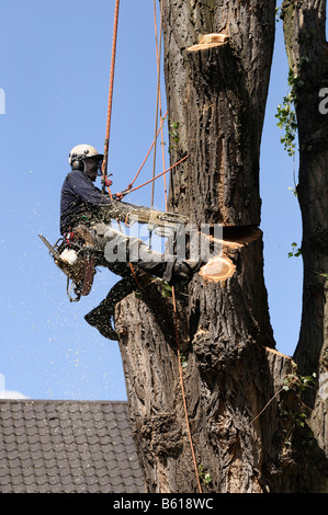 Aborist, fissata con funi, usando una sega a nastro per taglio attraverso un ramo di spessa, arrampicata corda di tecnologia per la cura dei grandi Foto Stock