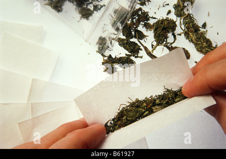 Le mani di rotolamento giunto di Marijuana Foto Stock