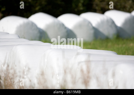 Fieno per l'alimentazione degli animali confezionato in balle di fieno rivestite di plastica bianca , Finlandia Foto Stock