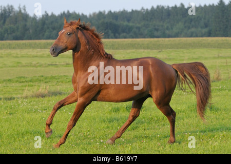 Cavallo lusitano di stallone nel paddock di sera Foto Stock