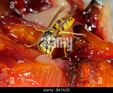 Tedesco o europeo (Vespa Vespula germanica) alimentazione sulla torta di prugne Foto Stock