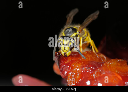 Tedesco o europeo (Vespa Vespula germanica) alimentazione sulla torta di prugne Foto Stock