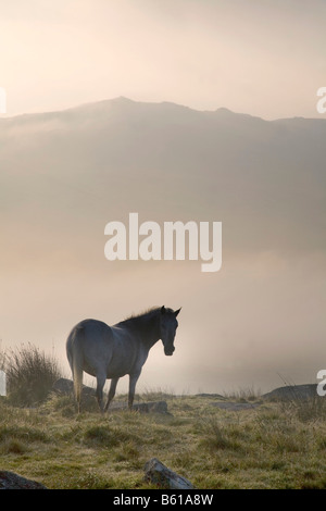 La nebbia in roughtor Bodmin Moor Cornovaglia Foto Stock