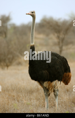 Struzzo Struthio camelus unico maschio adulto in piedi Foto Stock