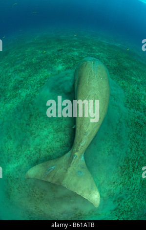 Dugong dugon , mare rosso Foto Stock
