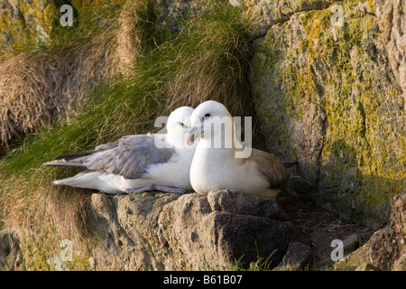 Coppia di fulmars Fair Isle Shetland Foto Stock