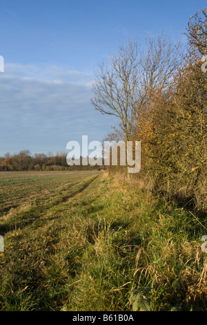 Autunnale di siepe con il cielo limpido Foto Stock