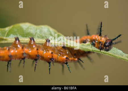 Agraulis vanillae Gulf fritillary caterpillar alimentazione su foglie di passiflora Foto Stock