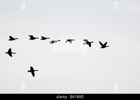 Silhouette di Graylag oche Anser anser volare in formazione IT autunno Foto Stock