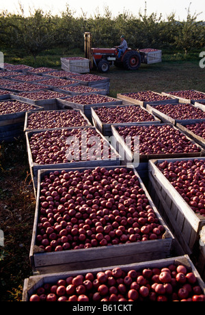 Appena raccolto mele riempire le casse al Lerew frutteti in Adams County Foto Stock