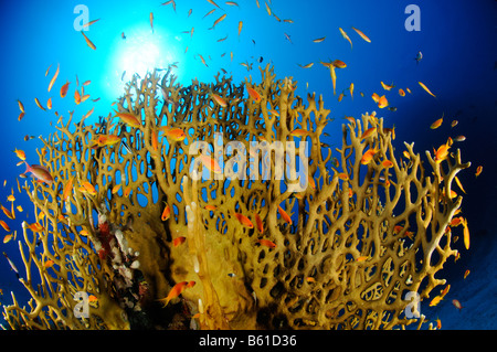 Millepora dichotoma Pseudanthias squamipinnis net fire corallo e Lyratail anthias, Mar Rosso Foto Stock