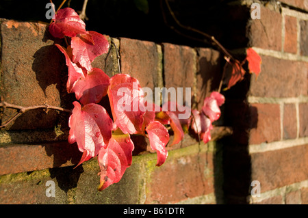 Foglie rosse su un rosso muro di mattoni Foto Stock