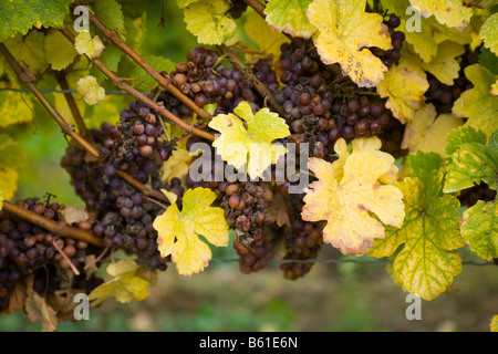 Vendemmia Tardiva le uve per il vino di ghiaccio Niagara Ontario Canada Foto Stock