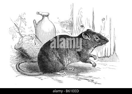 Ratto marrone, comune di ratto, Hannover ratto, Norvegia rat, norvegese di ratto, o wharf rat Foto Stock