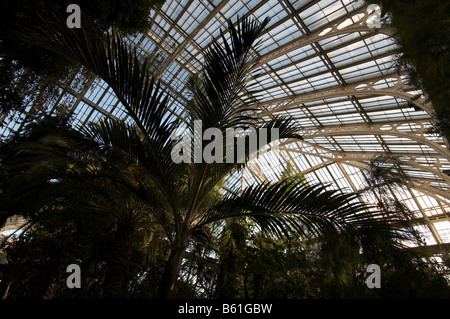 Alberi di Palma all'interno della Casa Clima temperato in Kew Gardens Londra Inghilterra REGNO UNITO Foto Stock