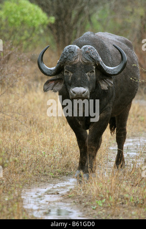 African buffalo syncerus caffer singolo adulto in piedi sotto la pioggia Foto Stock