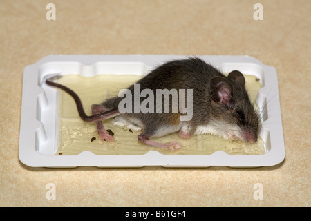 Topo di ratto catturato sulla trappola di colla con biscotto come esca Foto  stock - Alamy