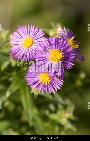 La Nuova Inghilterra Aster (Aster novae-angliae) Foto Stock