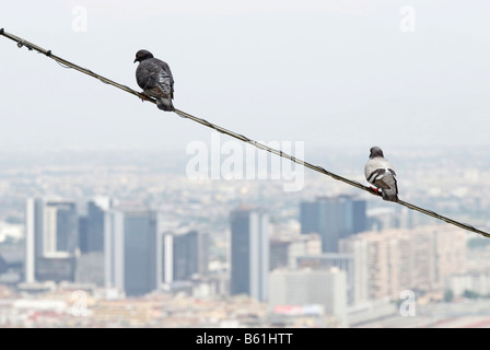 Due piccioni appollaiato sopra lo skyline di Napoli, Campania, Italia, Europa Foto Stock