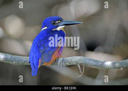 Azzurro kingfisher (Alcedo azurea), molto raro uccello, Queensland, Australia Foto Stock