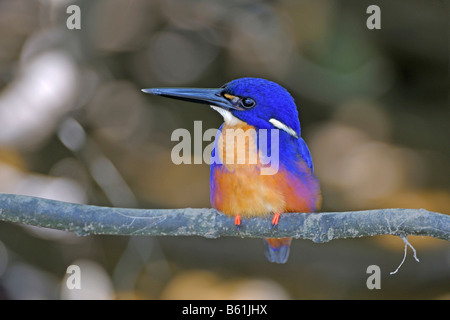 Azzurro kingfisher (Alcedo azurea), molto raro uccello, Queensland, Australia Foto Stock