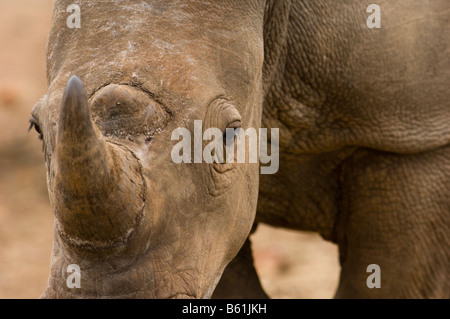 Wild rinoceronte bianco rhino Ceratotherium simum in acacia woodland sud Africa Sud-africa ambiente ritratto Foto Stock