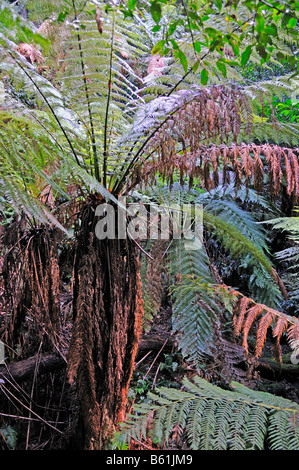 Feltro di roccia Fern (Pyrrosia rupestris) nel mite foresta pluviale del Parco Nazionale Blue Mountains, Australia Foto Stock