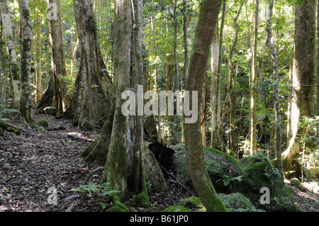 Taproots tipici della foresta di antichi giganti nel Parco Nazionale di Lamington, Australia Foto Stock