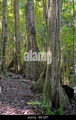 Taproots tipici della foresta di antichi giganti nel Parco Nazionale di Lamington, Australia Foto Stock