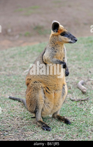 Pretty-fronte o Whiptail Wallaby (Macropus parryi), Queensland, Australia Foto Stock