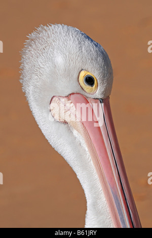 Pellicano australiano (Pelecanus conspicillatus), ritratto, Queensland, Australia Foto Stock