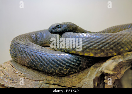 Inland Taipan, in scala ridotta, del serpente ardente Snake (Oxyuranus microlepidotus), la maggior parte di serpenti velenosi nel mondo Foto Stock