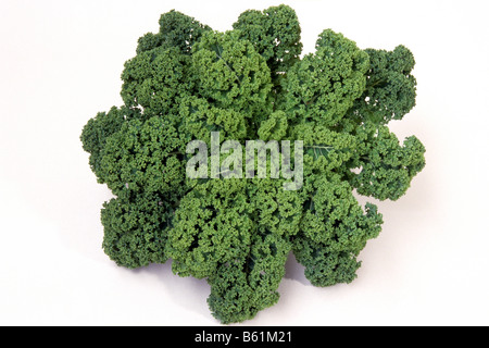 Cavolo riccio, Borecole (Brassica oleracea convar. acephala var. sabellica), studio immagine Foto Stock