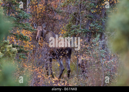 Mucca e vitello alci in Yukon selvaggio Foto Stock