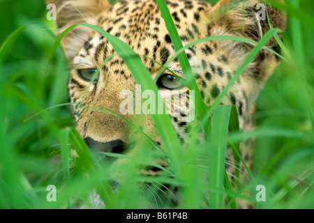 Leopard (Panthera pardus) nascosta nel verde erba Foto Stock