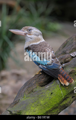 Blu-winged Kookaburra (Dacelo leachii), rare, Queensland, Australia Foto Stock