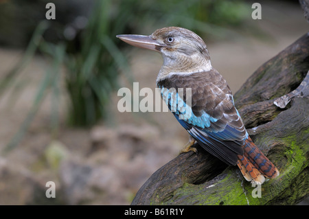 Blu-winged Kookaburra (Dacelo leachii), rare, Queensland, Australia Foto Stock