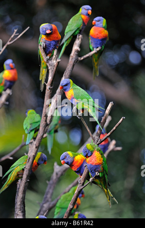 Gregge di Rainbow parrocchetti (Trichoglossus haematodus), appollaiato su un ramo, Queensland, Australia Foto Stock